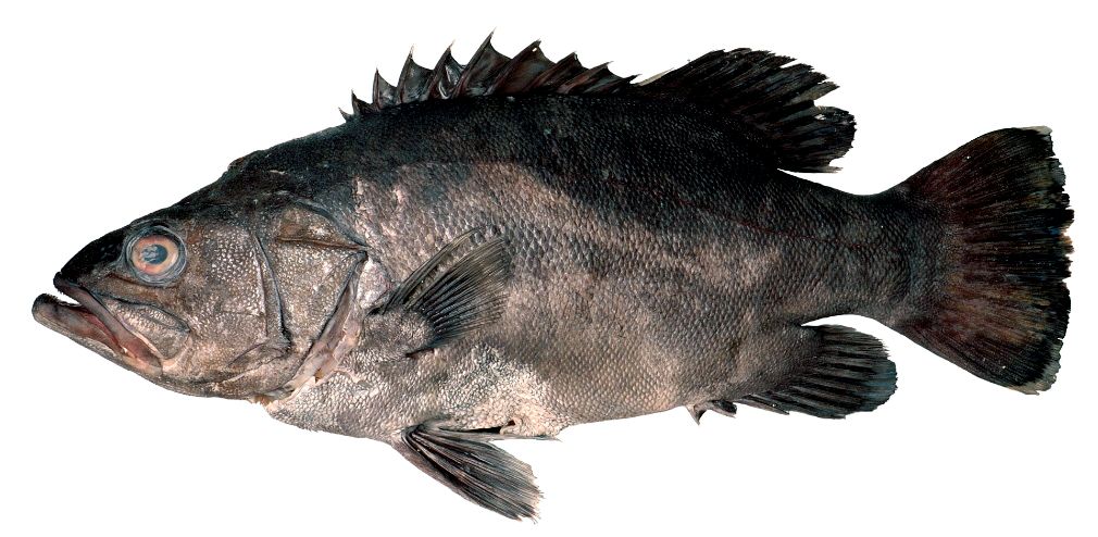 Polyprion americanus_007.jpg